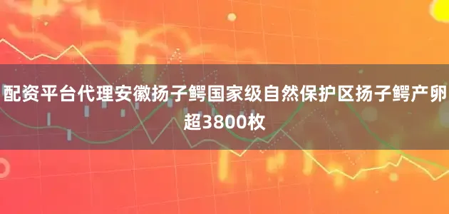 配资平台代理安徽扬子鳄国家级自然保护区扬子鳄产卵超3800枚
